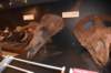 dsc_2761_fs_small.jpg