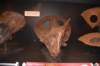 dsc_2762_fs_small.jpg