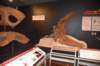 dsc_2764_fs_small.jpg
