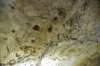 dsc_2925bats_small.jpg