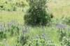 dsc_3874_fs_small.jpg