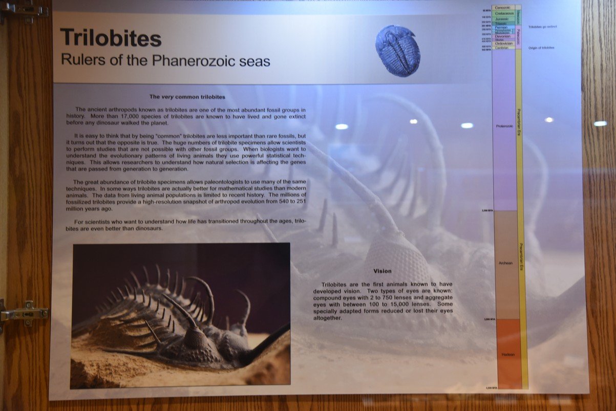 dsc_8475trilobites.jpg