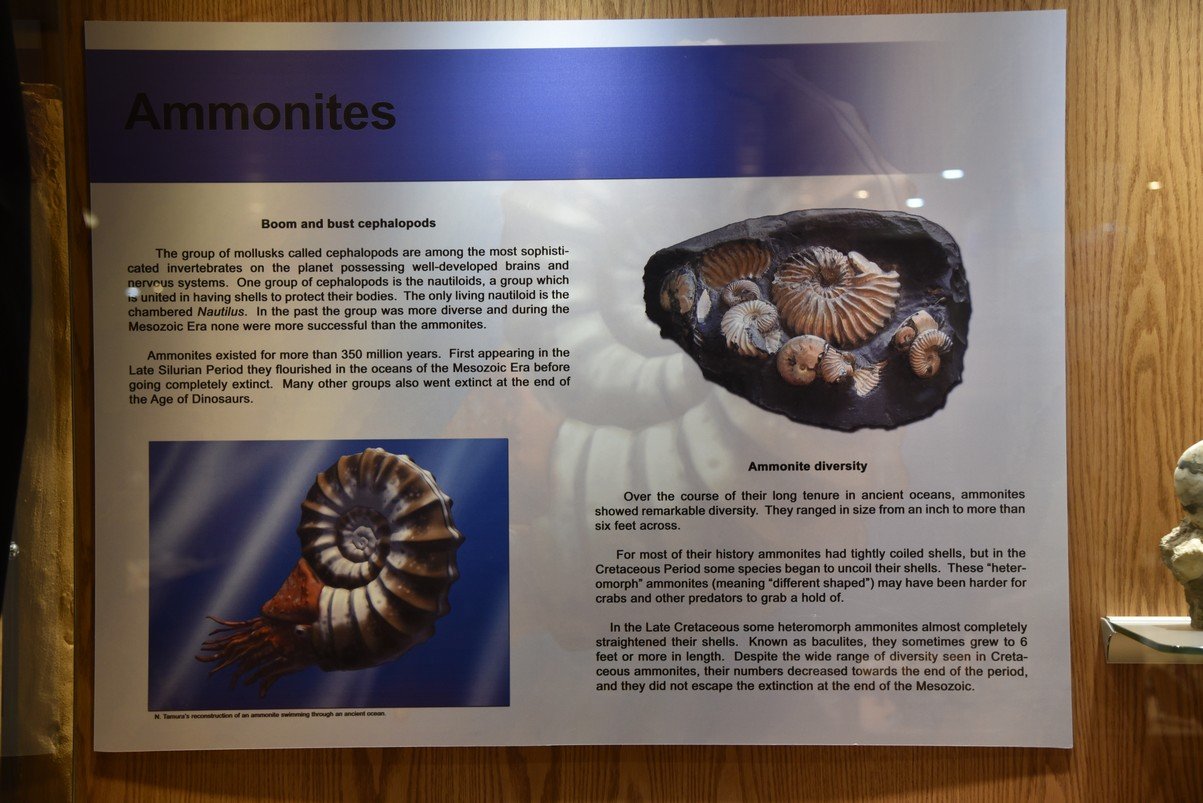 dsc_8483ammonites.jpg