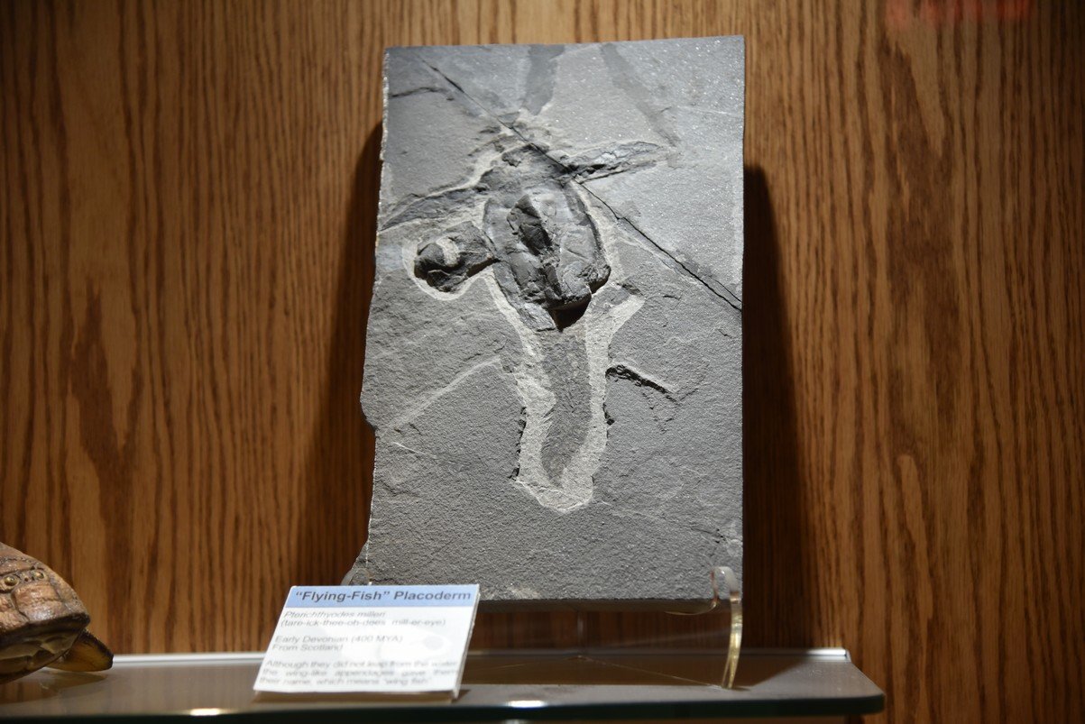 dsc_8507_fs.jpg