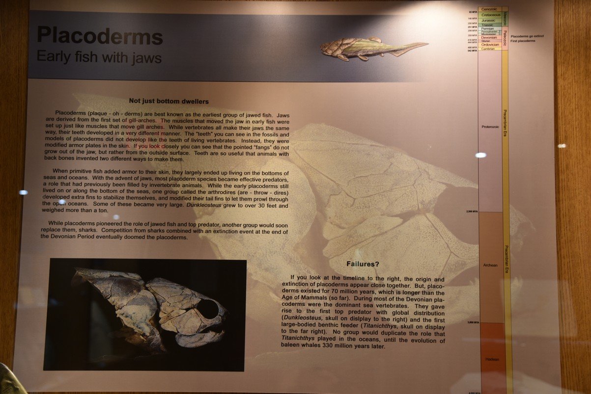 dsc_8513placoderms.jpg