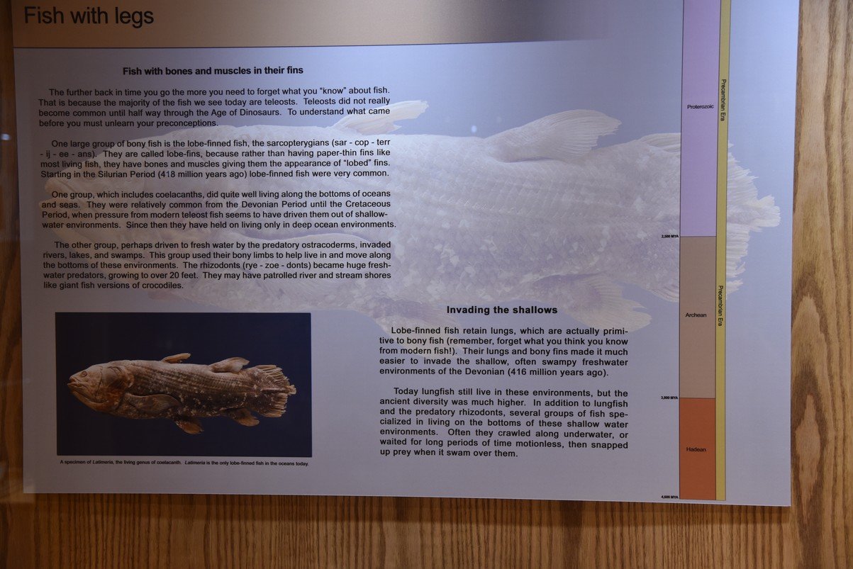 dsc_8516coelacanth.jpg