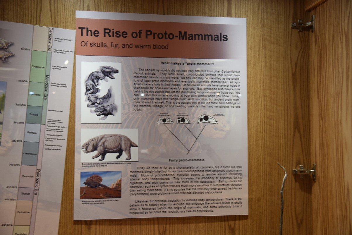 dsc_8531protomammals.jpg