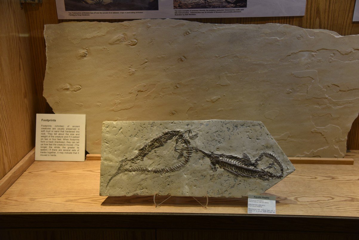 dsc_8541_fs.jpg