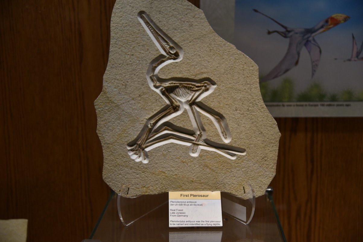 dsc_8550_fs.jpg