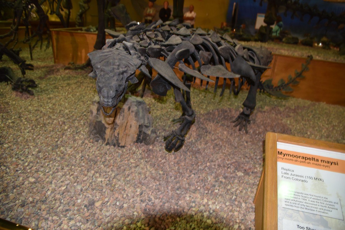 dsc_8675_fs.jpg