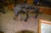 dsc_8675_fs_small.jpg