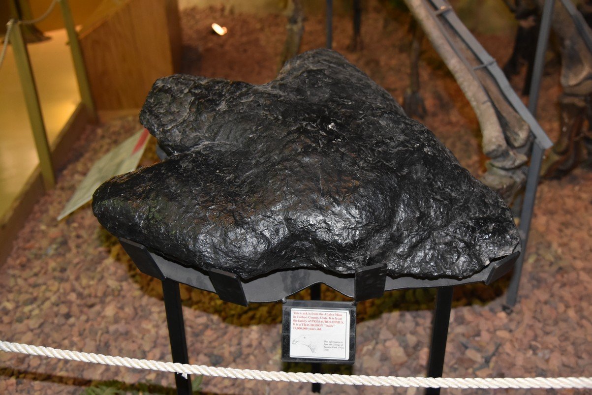 dsc_8704_fs.jpg
