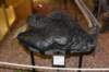 dsc_8704_fs_small.jpg