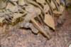 dsc_8722_fs_small.jpg