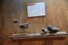 dsc_8778_fs_small.jpg