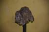 dsc_8801_fs_small.jpg