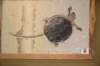 dsc_8803_fs_small.jpg
