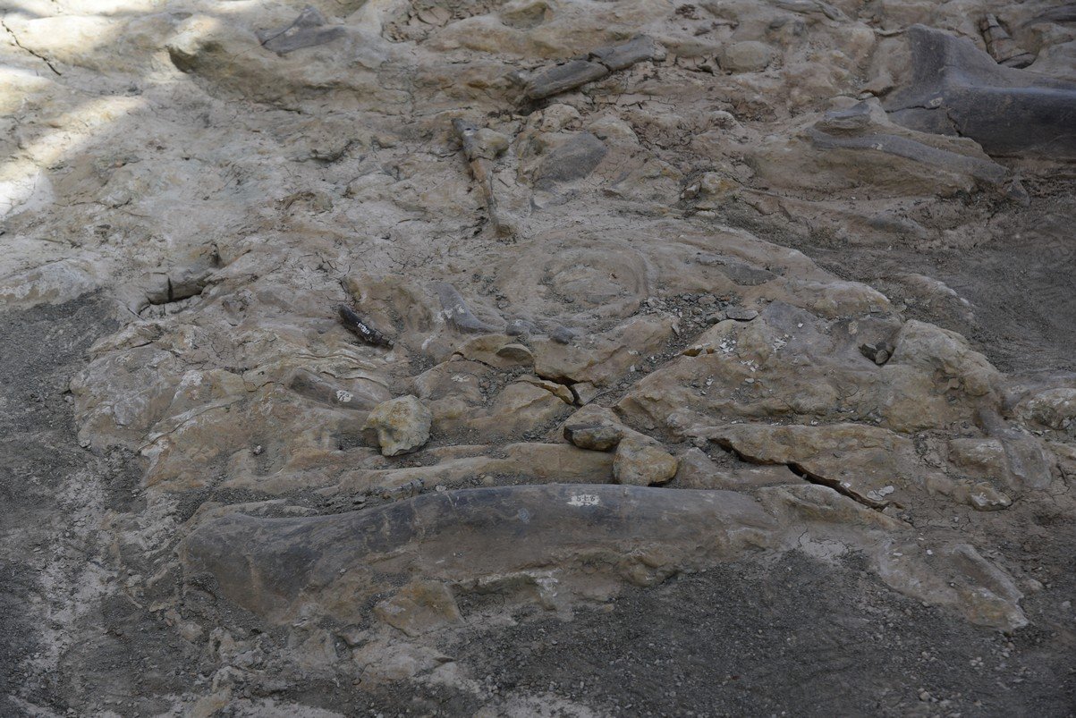 dsc_8874_fs.jpg