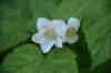 dsc_4544_fs_small.jpg