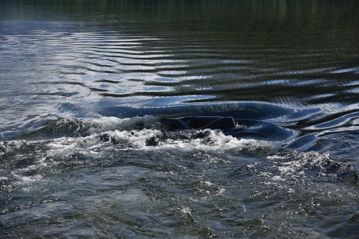 dsc_4546_fs.jpg