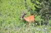 dsc_4593_fs_small.jpg