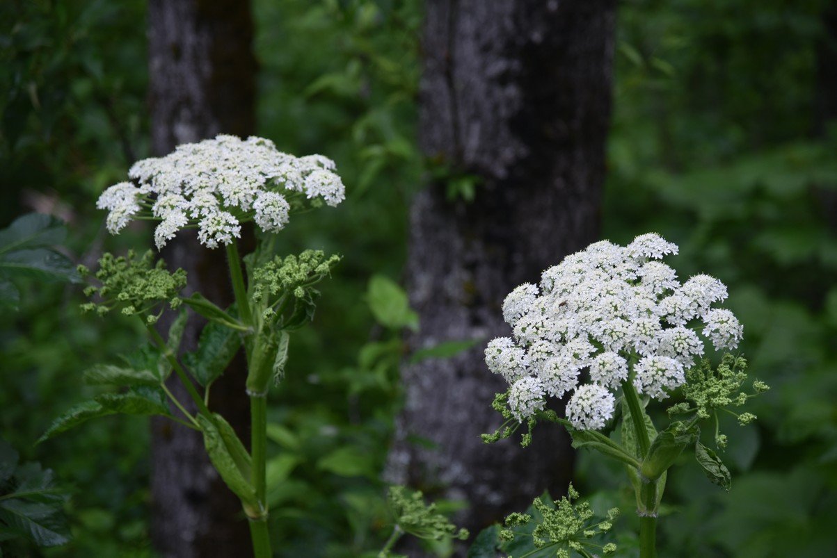 dsc_4833_fs.jpg