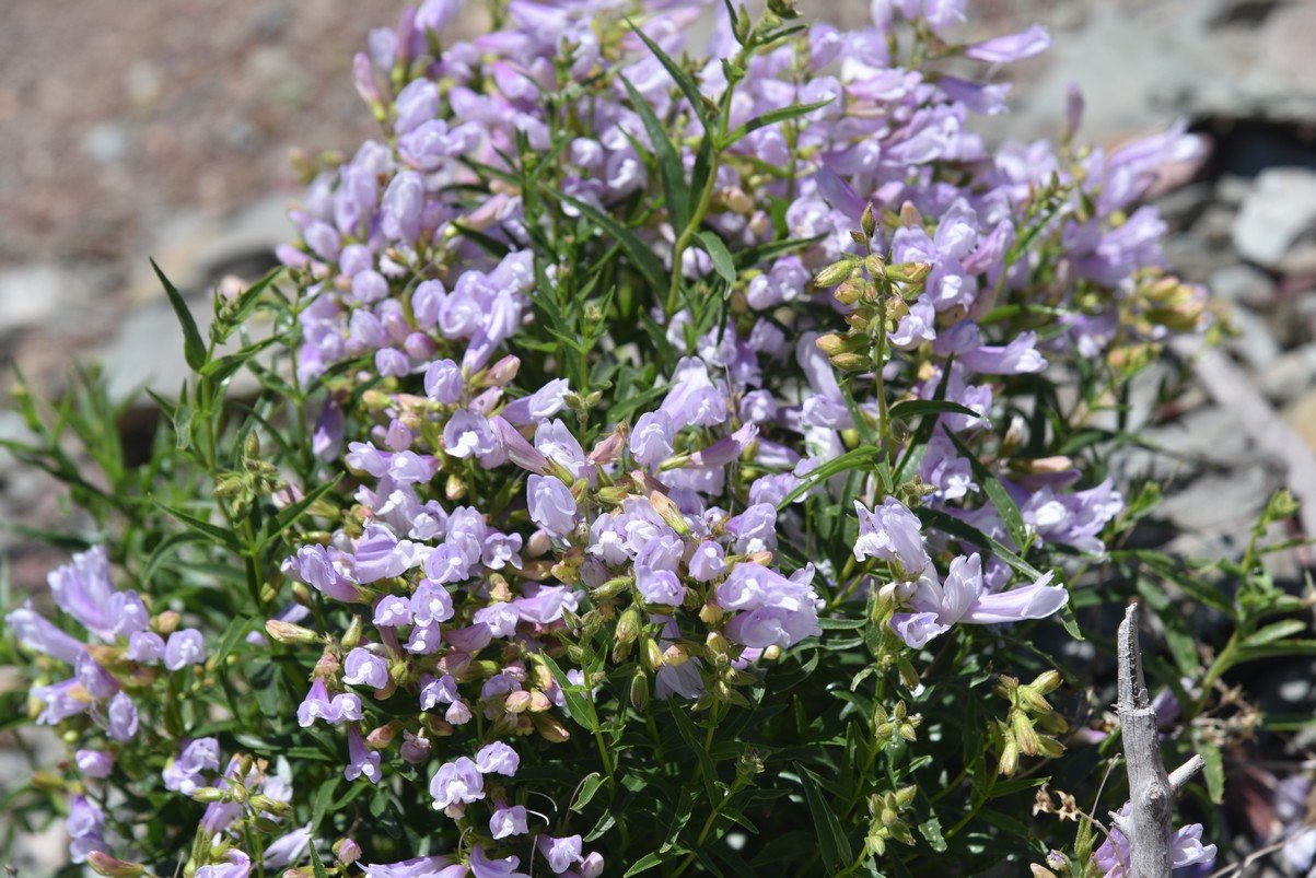 dsc_5474_fs.jpg
