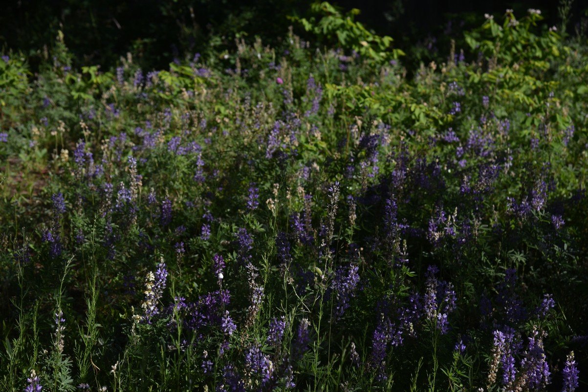 dsc_5714_fs.jpg
