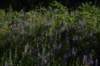 dsc_5714_fs_small.jpg