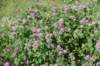 dsc_5725_fs_small.jpg
