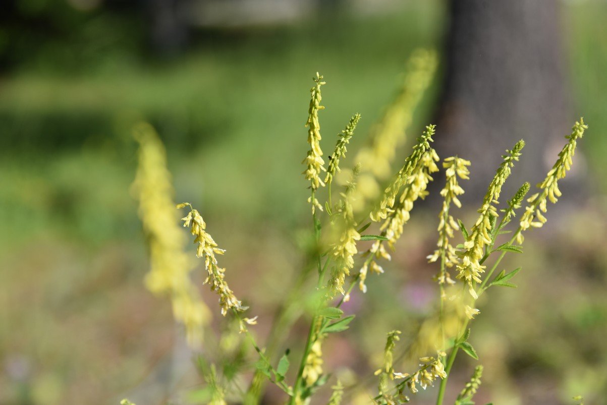 dsc_5732_fs.jpg