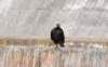 dsc_5935_eaglecrop_small.jpg