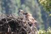 dsc_5973_ospreycrop_small.jpg
