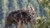 dsc_5975_ospreycrop_small.jpg