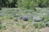 dsc_9897_fs_small.jpg