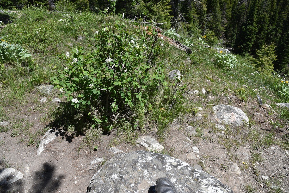 dsc_9944_fs.jpg
