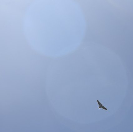 dsc_0546_fscrop.jpg