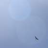 dsc_0546_fscrop_small.jpg