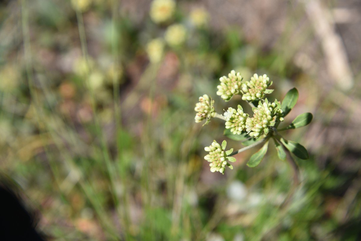 dsc_0601_fs.jpg