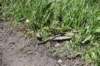 dsc_0677_fs_small.jpg