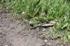dsc_0678_fs_small.jpg