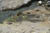 dsc_1095_fs_small.jpg