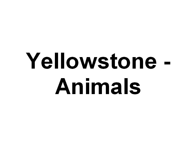 animals.jpg