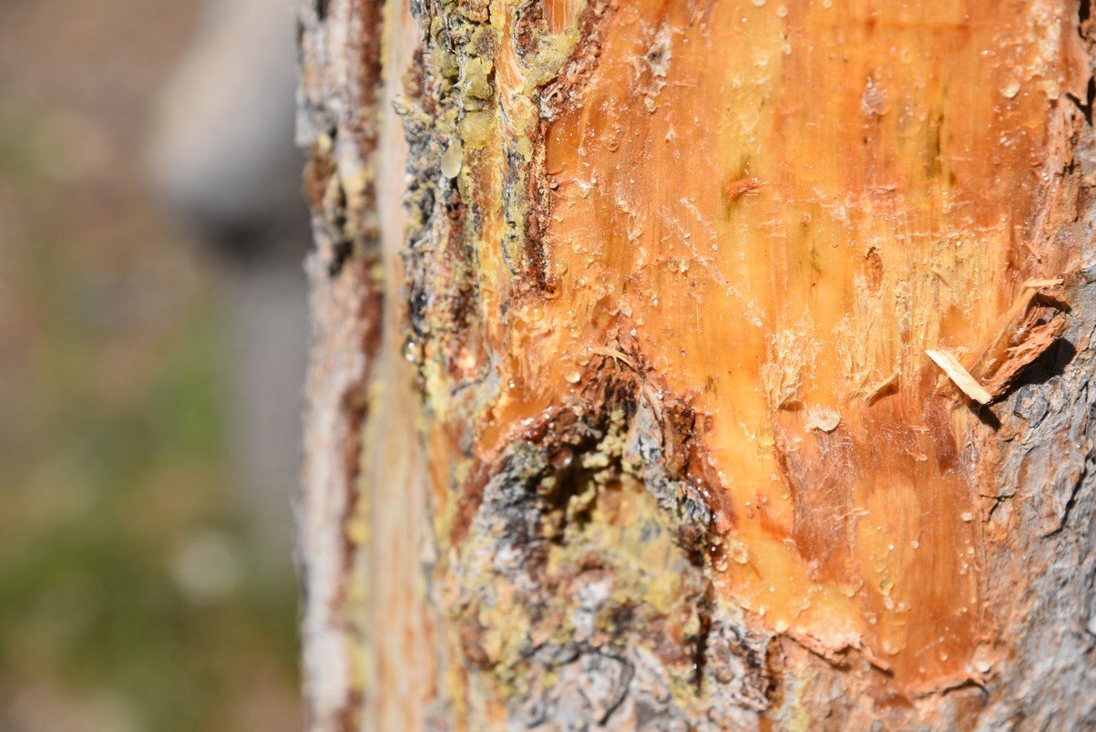 dsc_1560_fs.jpg