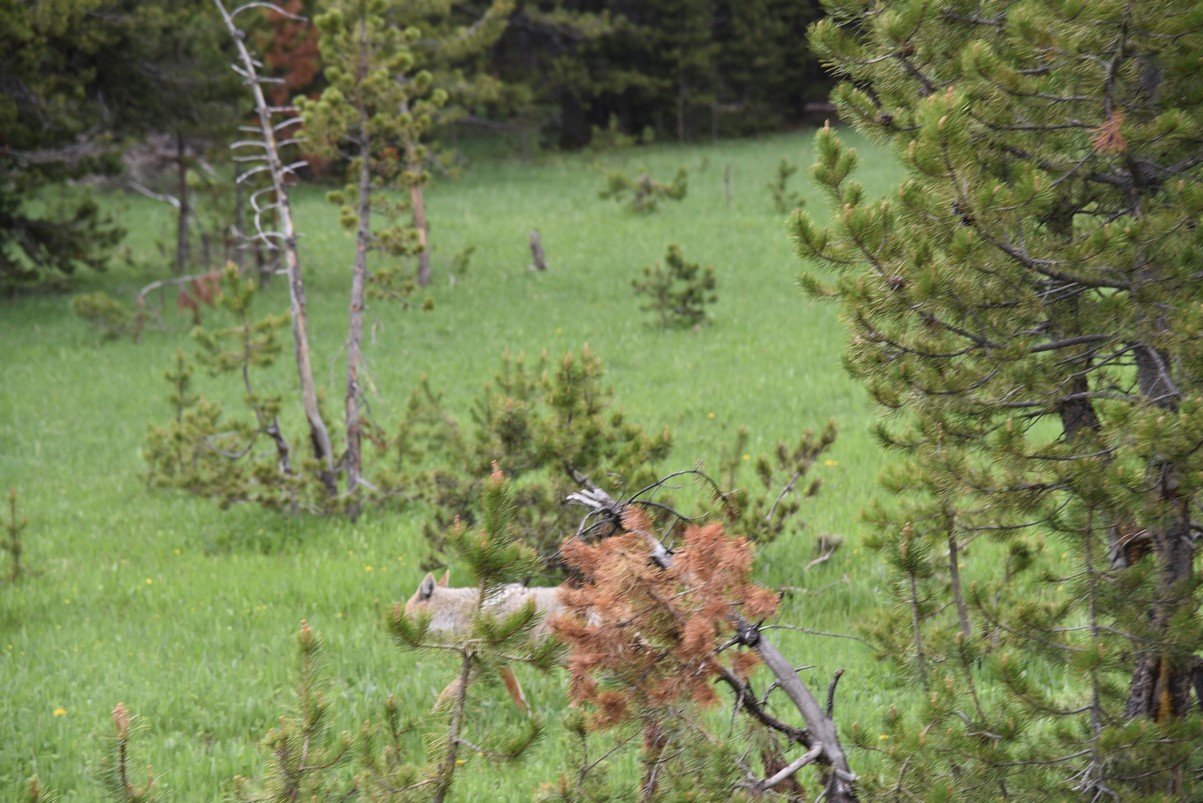 dsc_2008_fs.jpg