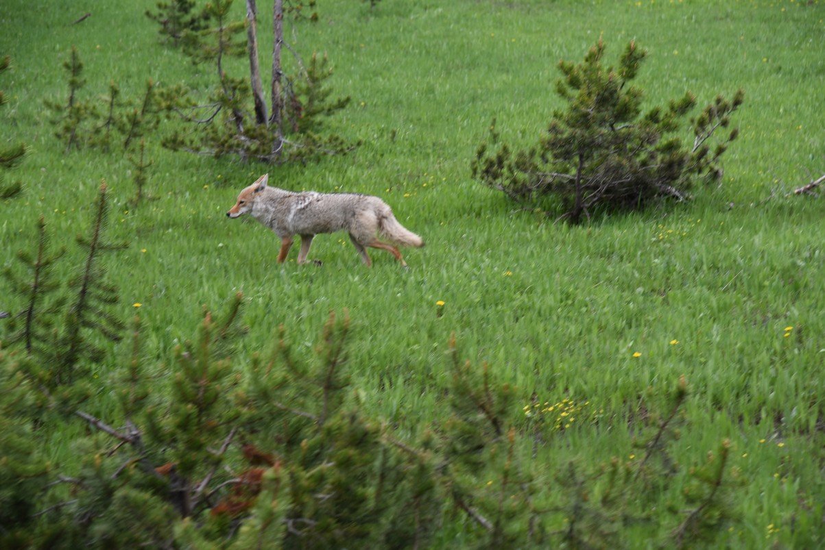dsc_2010_fs.jpg