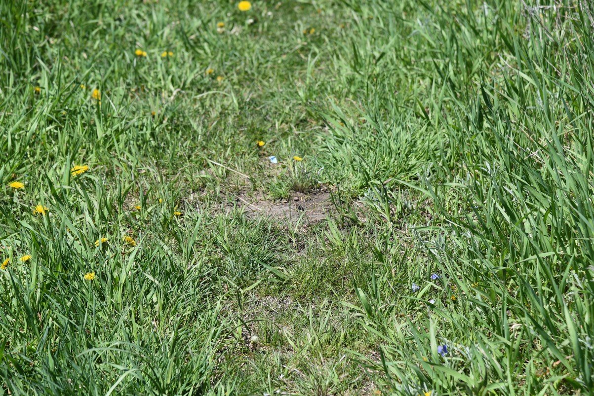 dsc_3790_fs.jpg