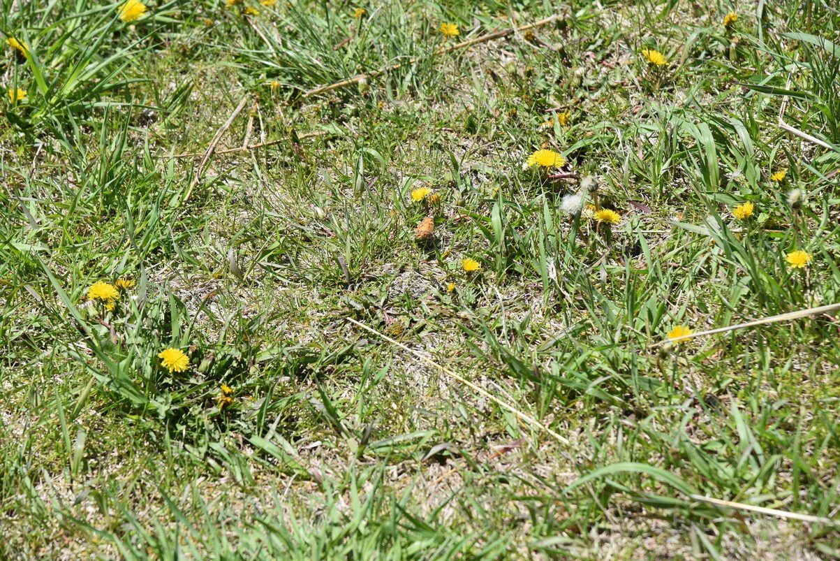 dsc_3800_fs.jpg