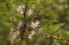 dsc_4023_fs_small.jpg