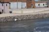 dsc_4313_fs_small.jpg